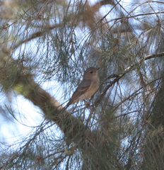 Pachycephala pectoralis
