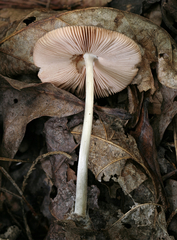 Volvariella