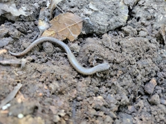 Batrachoseps attenuatus