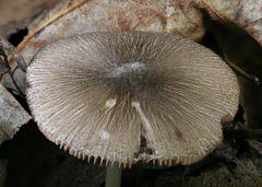 Volvariella
