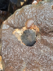 Onchidella nigricans