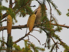 Coccothraustes coccothraustes