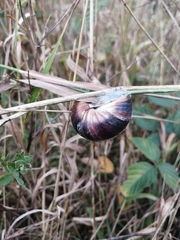 Helix lucorum