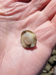 Onchidella nigricans