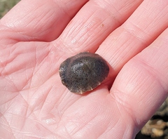 Onchidella nigricans