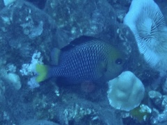 Dascyllus flavicaudus