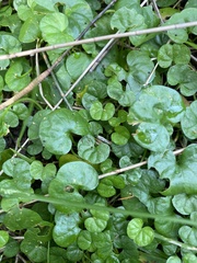 Dichondra repens