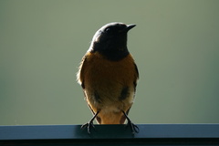 Phoenicurus auroreus