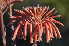 Aloe maculata