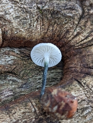 Tetrapyrgos nigripes