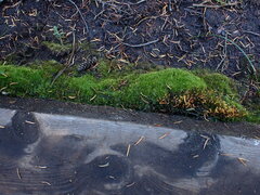 Dicranella heteromalla