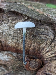 Tetrapyrgos nigripes