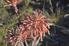 Aloe maculata