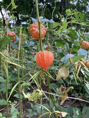 Alkekengi officinarum