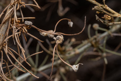 Aceria paracalifornica