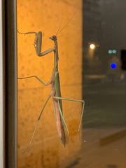 Tenodera sinensis