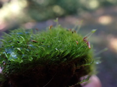 Dicranella heteromalla