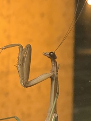 Tenodera sinensis