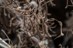 Aceria paracalifornica