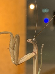 Tenodera sinensis