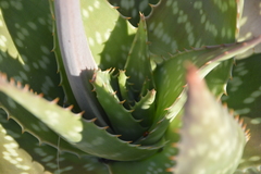 Aloe maculata