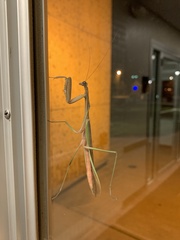 Tenodera sinensis
