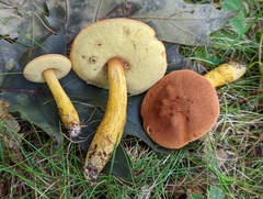 Aureoboletus roxanae