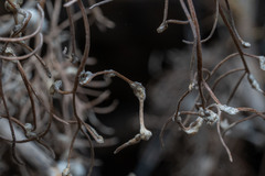 Aceria paracalifornica