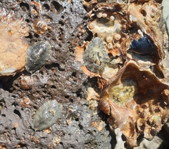 Onchidella nigricans