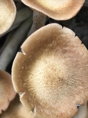 Desarmillaria caespitosa image
