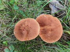 Aureoboletus roxanae