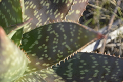 Aloe maculata