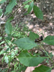 Ditrysinia fruticosa