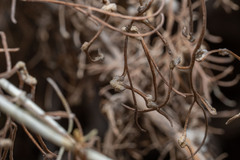 Aceria paracalifornica