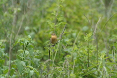 Empidonax fulvifrons