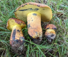 Lanmaoa carminipes