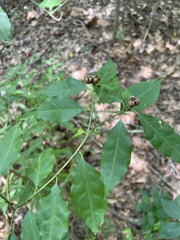 Ditrysinia fruticosa