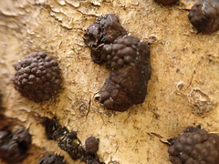 Jackrogersella multiformis