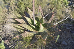 Aloe maculata