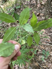 Ditrysinia fruticosa