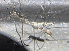 Smeringopus pallidus