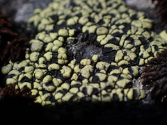 Rhizocarpon geographicum
