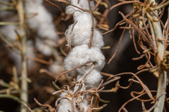 Rhopalomyia floccosa