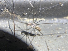 Smeringopus pallidus