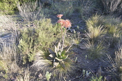 Aloe maculata