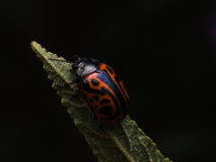 Calligrapha mexicana