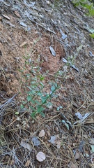 Campanula prenanthoides