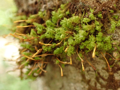 Ulota