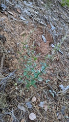 Campanula prenanthoides