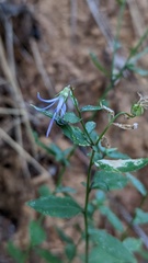 Campanula prenanthoides